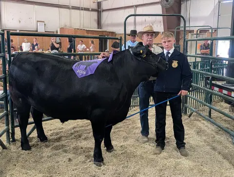 A youth holding a black cow in a livestock show arena.