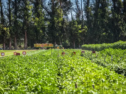 A tractor pulls a wagon full of people past rows of green crops under tall trees.