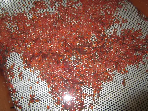 A close-up view of fish eggs and newly hatched fry on a metal mesh tray.