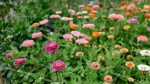 A garden bed filled with colorful blooming flowers.