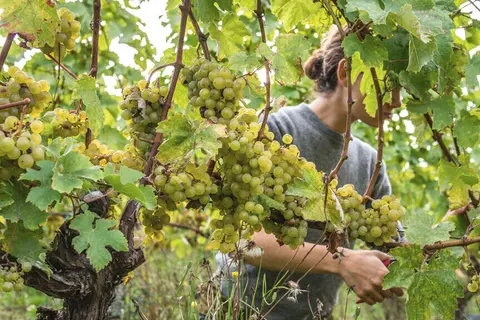 A person harvesting green grapes from a vine.
