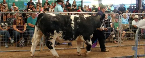 A person leads a black and white cow in an arena while a crowd watches from behind metal fencing.