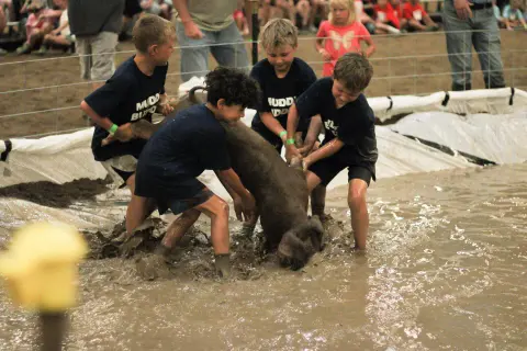 Four children in a muddy ring try to catch a piglet while spectators watch from behind a fence.