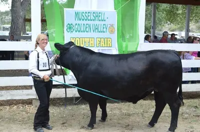 A young person stands next to a black cow at a youth fair.