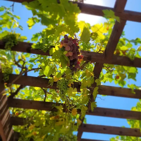 A bunch of red grapes hanging from a wooden trellis under a blue sky.