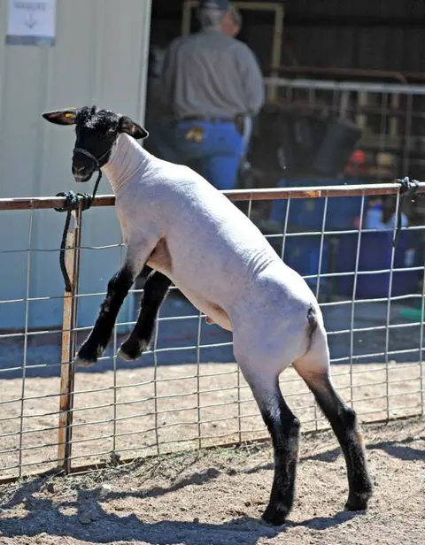 A sheared lamb stands with its front legs resting on a metal wire fence.