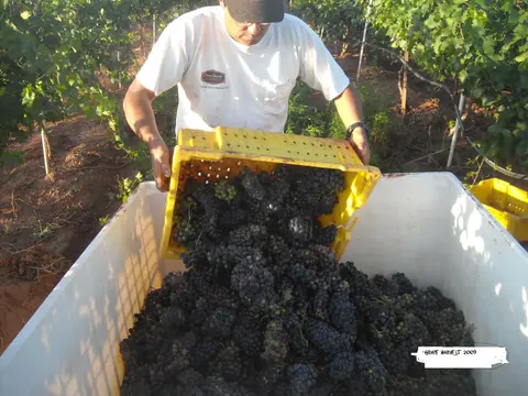 A worker pours harvested grapes from a yellow crate into a large bin.