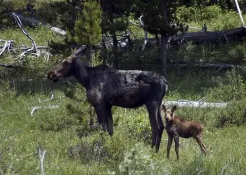 A mother moose and her calf stand in a grassy, wooded area.