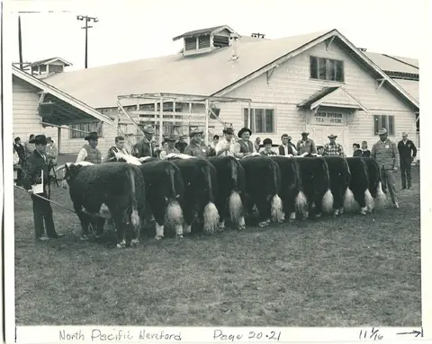 A historic black and white photograph shows a line of people showing cattle outside a building.