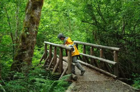 A person in a yellow jacket walks across a wooden footbridge in a lush green forest.