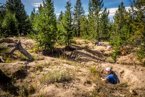 A person digs in a wooded clearing among pine trees.