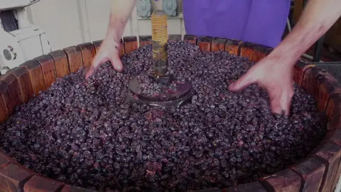 A person working with grapes in a wooden press.