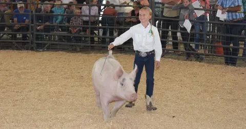 A young girl shows a pig in an agricultural arena.