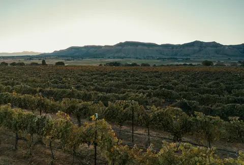 A vineyard stretches across the foreground with mountains in the background.