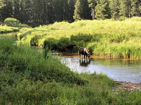 Two moose stand in a stream running through a grassy meadow bordered by a forest.