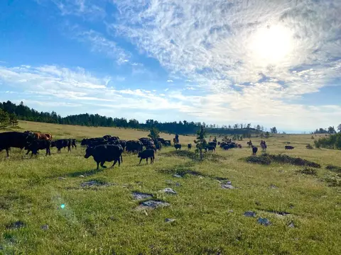 A herd of cattle grazes across a wide grassy field under a bright, cloudy sky.