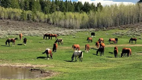 A herd of horses grazing in a green pasture near trees and a small pond.