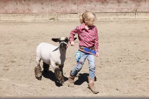 A young girl leads a lamb by a pink leash in a dirt arena.
