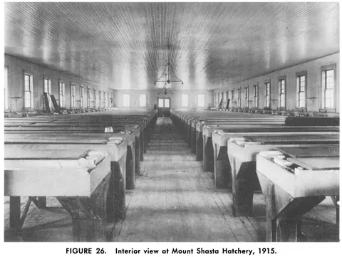 An interior view of a hatchery building with long rows of wooden troughs.