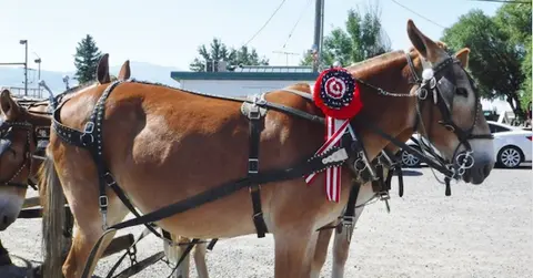 A harnessed mule wearing a prize ribbon stands outdoors.