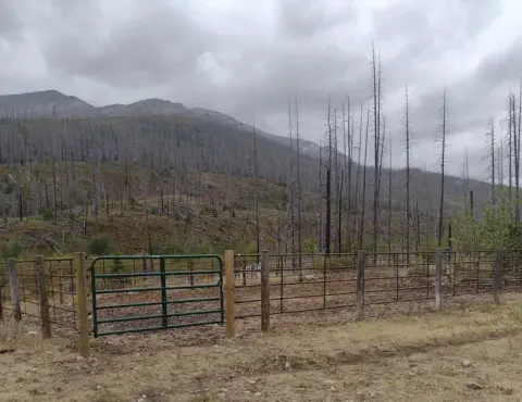 A metal corral sits in front of a hillside with dead trees under a cloudy sky.