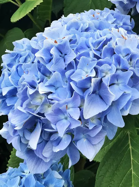 A close-up photograph of a vibrant blue hydrangea bloom.