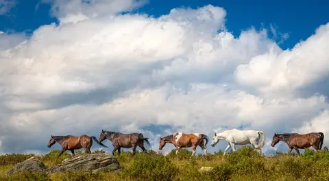 A line of horses walking across a grassy hill against a cloudy blue sky.