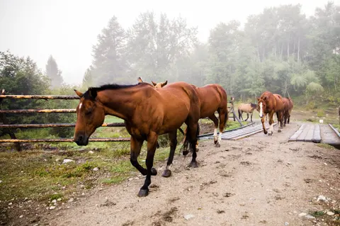 A line of horses walks along a dirt path near a wooden fence and bridge.