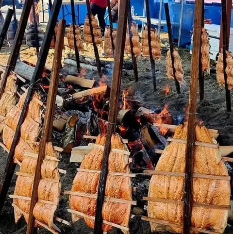 Multiple salmon fillets are fixed to wooden frames and roasted over open fires outdoors.