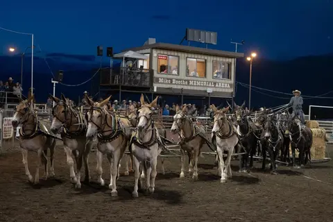 A team of mules pulls a wagon in an arena at night.