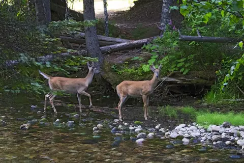 Two deer stand near a stream in a forested area.