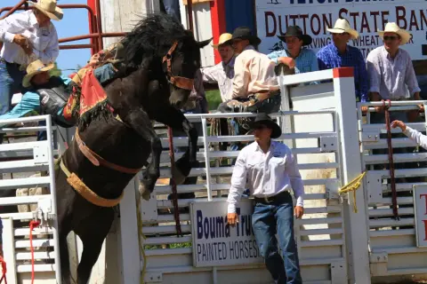 A black horse rears up at a rodeo chute as spectators look on.