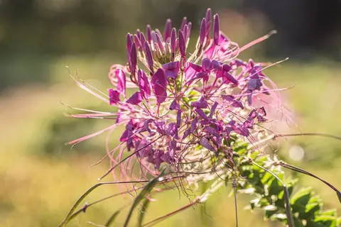 A close-up photograph of a bright pink flower with long stamens.
