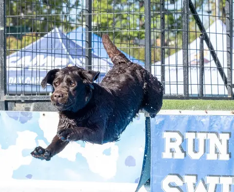 A brown dog leaps through the air outdoors.