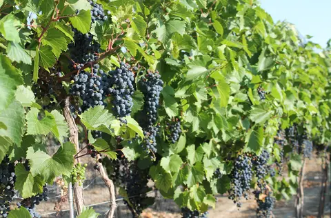 A row of grapevines laden with clusters of ripe dark grapes.