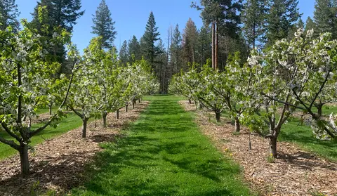 An orchard of blossoming fruit trees with rows of grass and mulch under a clear blue sky.