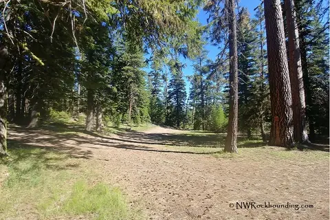 A dirt path leads through a forest with tall pine trees under a clear blue sky.