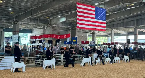 Participants show goats in a livestock arena with a large American flag hanging above.