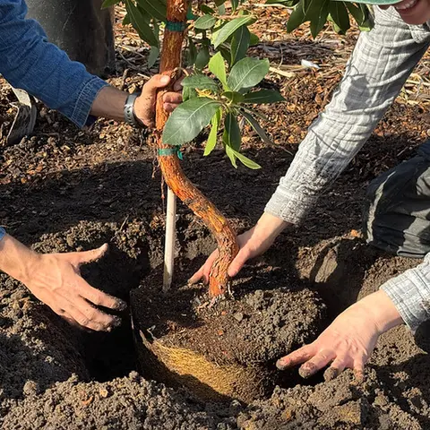 People planting a young tree in the ground.