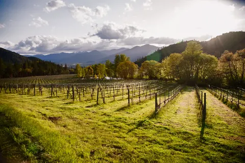 A vineyard with rows of vines stretching toward distant mountains under a cloudy sky.