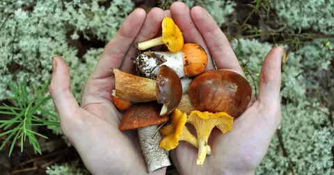 A person's hands holding a collection of freshly foraged wild mushrooms.