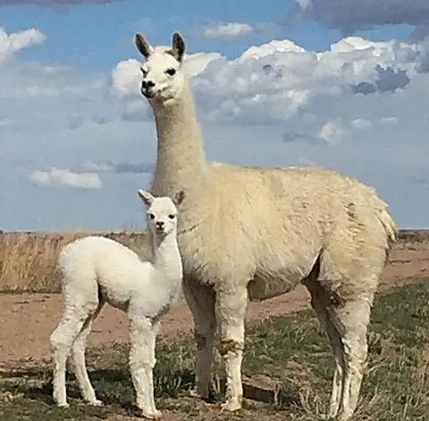 An adult llama and its baby standing in a field against a cloudy sky.