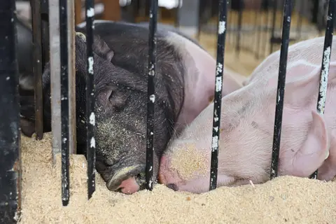 Two pigs sleep side by side in a pen filled with wood shavings.