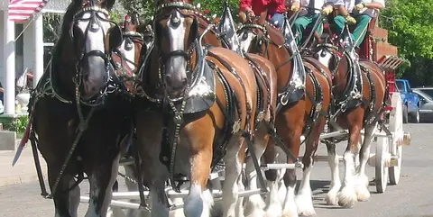 A team of draft horses pulls a wagon on a street.