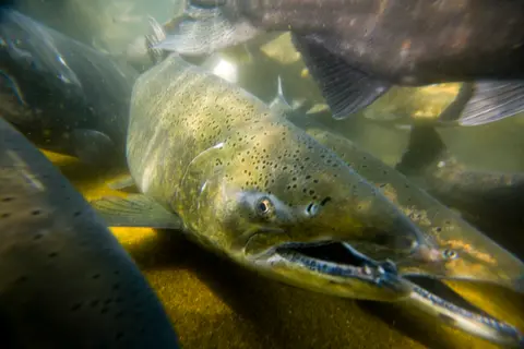 An underwater view of several salmon swimming in a river.