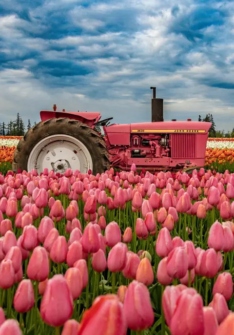 A pink tractor sits in a field of pink tulips under a cloudy sky.