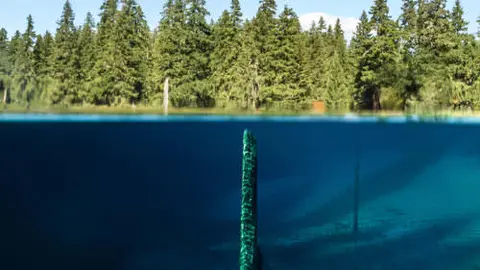 A split-level view shows a clear blue lake underwater with a submerged tree trunk and a dense forest on the shore above.