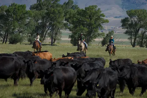 Three people on horseback herd a group of cattle across a field.