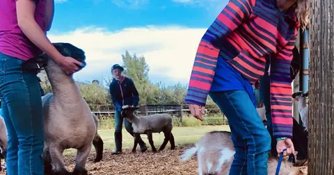 People handling sheep and goats outdoors.
