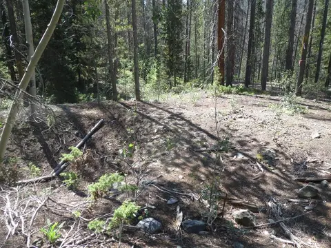 A forest with pine and aspen trees and a clearing on the ground.